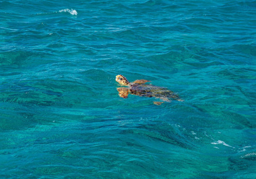 Waarom is de natuur op Zakynthos zo mooi?