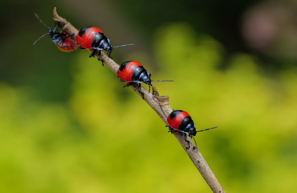 Welke kevers heb jij in de tuin?