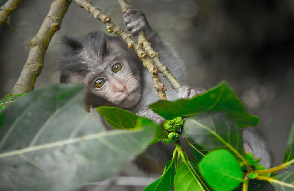 Welke dieren op Bali moet je zeker gezien hebben?